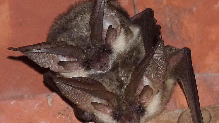 Die Fledermaus Graues Langohr ist im Landkreis Kitzingen beheimatet und soll Möglichkeiten bekommen, Nachwuchs aufzuziehen. Foto: Christian Söder