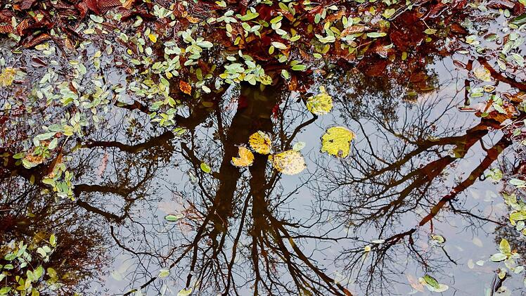 Kahle Bäume spiegeln sich in einer Pfütze auf einen von Herbstblättern bedeckten Wanderweg. Foto: Patrick Pleul/dpa