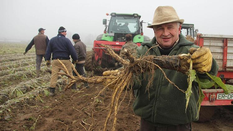 Kren in seiner ganzen Pracht: Gerhard Schmidt präsentiert eine frisch geerntete scharfe Wurzel.  Fotos: Diana Fuchs