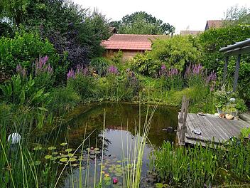 Ein Schwimmteich ist eine richtige Wohlfühloase und ein kleines Naturparadies. Um den Teich in der Regenerationszone wachsen 38 verschiedene Pflanzenarten, die dazu beitragen, das Wasser zu klären.