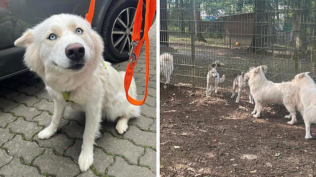 Tierheim Lichtenfels sendet Hilferuf - "25 Hunde auf einen Schlag"