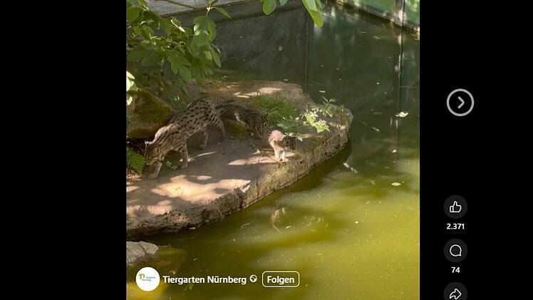 Tiergarten N&uuml;rnberg: Neue Details zu besonderem Nachwuchs