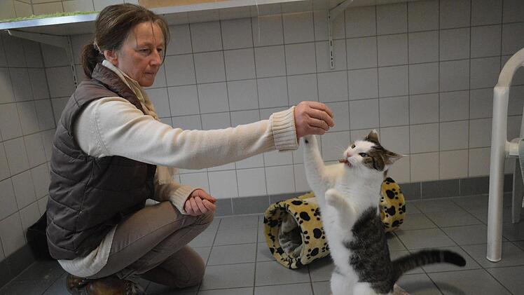 Kater Leon (geboren 2012) sucht ein neues Zuhause. Foto: Ronald Heck