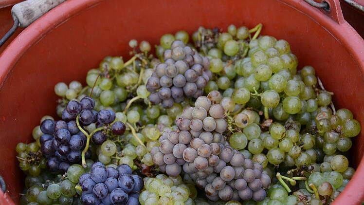 Schön bunt und genauso vielfältig an Aromen wird der Wein aus dem Gemischten Satz werden. Elisabeth Assmann