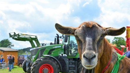 Da staunt sogar die heimische Ziege, was es beim Traktortreffen so alles zu sehen gibt. Foto: Sigismund von Dobsch&uuml;tz