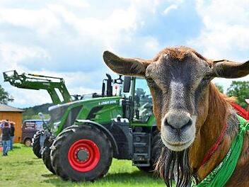 Da staunt sogar die heimische Ziege, was es beim Traktortreffen so alles zu sehen gibt. Foto: Sigismund von Dobschütz