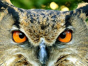 Im Lebensraum des Uhus gibt es vieles, was ihm gefährlich werden kann - Windkraftanlagen gehören nach der Überzeugung von Experten freilich nicht dazu. Foto: dpa/Julian Stratenschulte