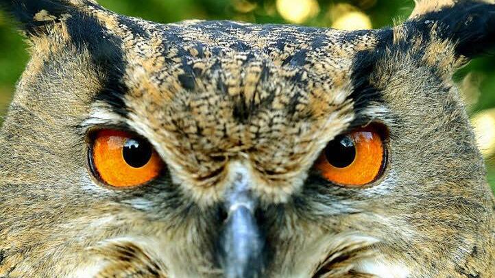 Im Lebensraum des Uhus gibt es vieles, was ihm gefährlich werden kann - Windkraftanlagen gehören nach der Überzeugung von Experten freilich nicht dazu. Foto: dpa/Julian Stratenschulte