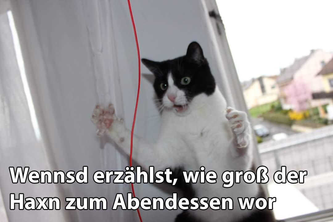 29 fränkische Katzen, die dich verstehen