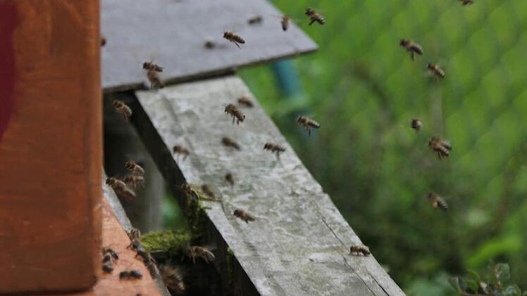 Die Bienen schwirren vor der Öffnung des Bienenkastens. Foto: Friedwald Schedel