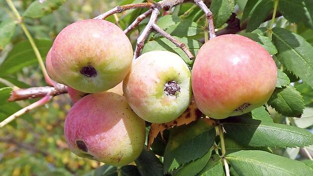 Der Speierling ist ein Wildobstbaum aus der Gattung der Mehlbeeren innerhalb der Familien der Rosengewächse.