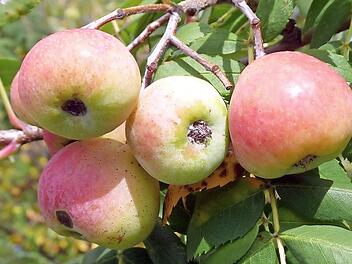 Der Speierling ist ein Wildobstbaum aus der Gattung der Mehlbeeren innerhalb der Familien der Rosengew&auml;chse.
