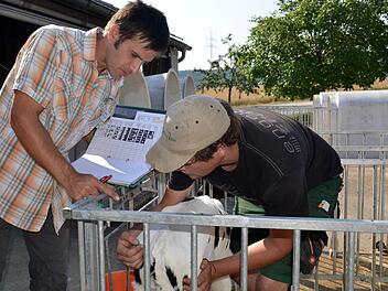 Prüfling Georg Walter ist hier dabei, die Körpertemperatur des Kälbchens zu messen. Sein Prüfer ist Markus Hartmann, dem auch der Hof, auf dem die Prüfung stattfindet, gehört. Foto: Kathrin Kupka-Hahn