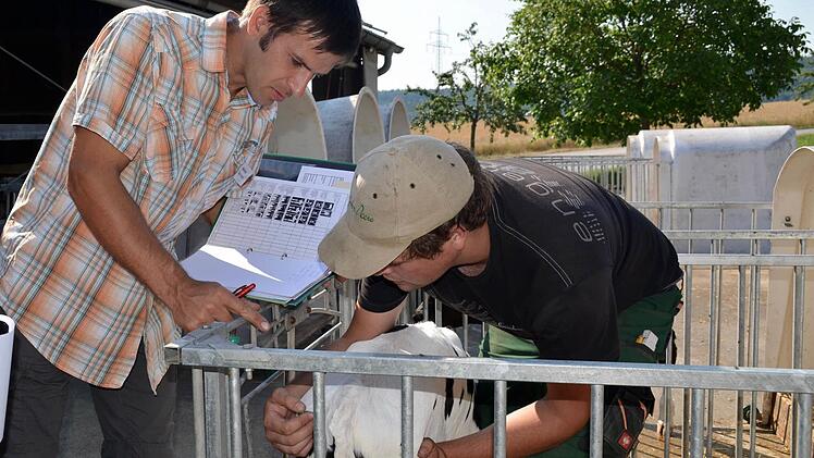 Prüfling Georg Walter ist hier dabei, die Körpertemperatur des Kälbchens zu messen. Sein Prüfer ist Markus Hartmann, dem auch der Hof, auf dem die Prüfung stattfindet, gehört. Foto: Kathrin Kupka-Hahn
