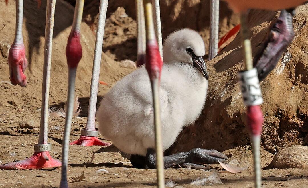 Flamingo-Nachwuchs im Vogelpark Marlow