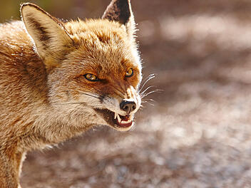 Aggressive fox head detail. Mammal wildlife. Horizontal