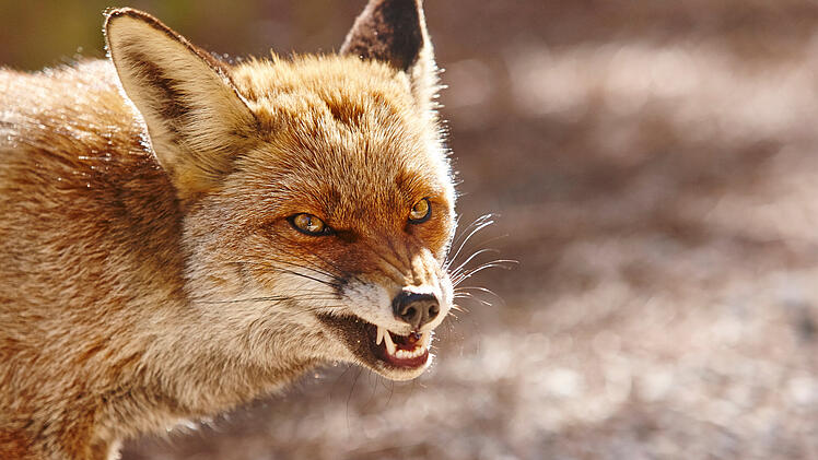 Aggressive fox head detail. Mammal wildlife. Horizontal