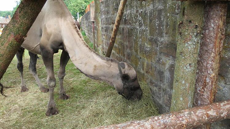 Ein Kamel war auch da. Auf ihm konnten die Kinder reiten. Foto: Doris Bauer