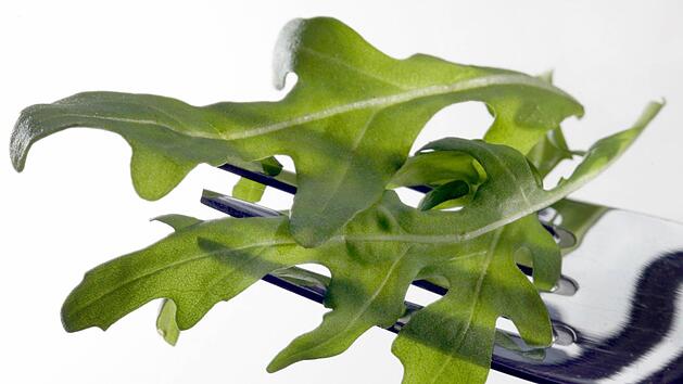 Salat gilt als gesunder, kalorienarmer Snack: Aber vor allem von Rucola sollten Verbraucher nicht zu viel essen. dpa