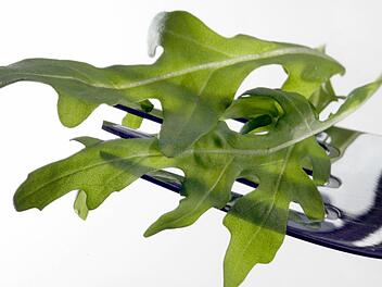 Salat gilt als gesunder, kalorienarmer Snack: Aber vor allem von Rucola sollten Verbraucher nicht zu viel essen. dpa