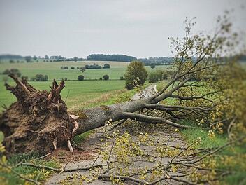 Umgestürzter Baum in Ansbach verursacht rund 100 Euro Schaden