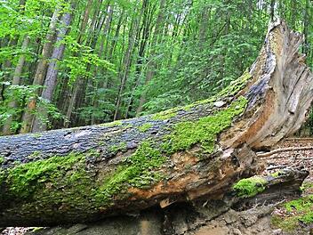 Was ist im Steigerwald mit seiner herrlichen Natur möglich und wünschenswert? Eine Studie soll Antworten geben.  Foto: Ronald Rinklef/Archiv
