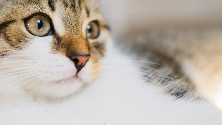 Katze