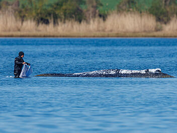 Entwicklung zum Buckelwal "Timmy" in der Ostsee