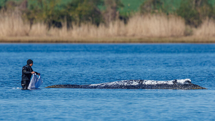 Entwicklung zum Buckelwal "Timmy" in der Ostsee