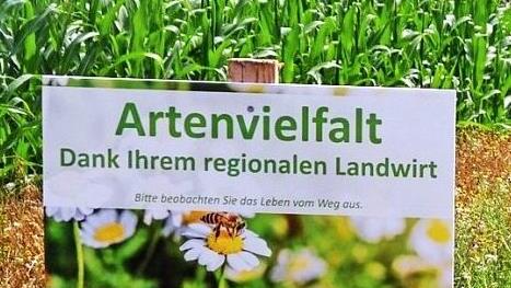 Hinweisschild auf dem Blühstreifen eines Maisfeldes