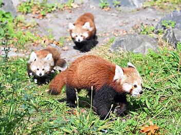 Nachwuchs bei den Kleinen Pandas im Erlebnis-Zoo Hannover
