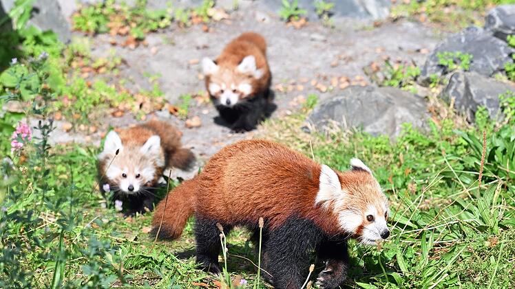 Nachwuchs bei den Kleinen Pandas im Erlebnis-Zoo Hannover