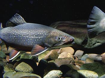 300 Forellen und Seibling klaute ein Unbekannter aus einem Weiher in Oberfranken. Dem Besitzer ist dies schon einmal passiert - wieder fehlt vom T&auml;ter jede Spur.