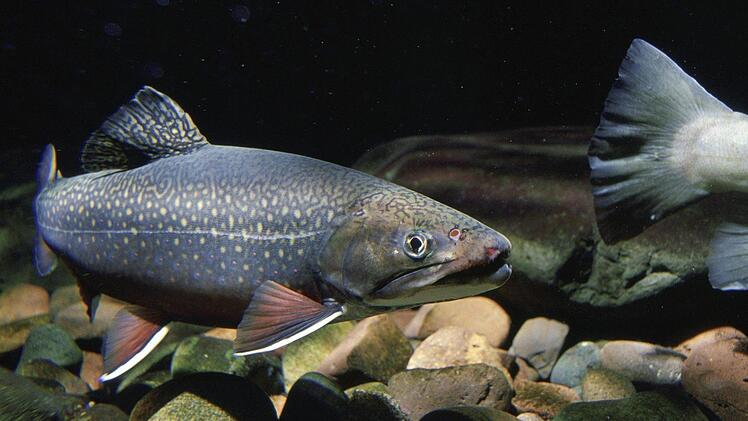 300 Forellen und Seibling klaute ein Unbekannter aus einem Weiher in Oberfranken. Dem Besitzer ist dies schon einmal passiert - wieder fehlt vom T&auml;ter jede Spur.