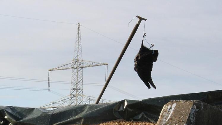 Die toten Krähen sollen ihre Artgenossen abschrecken. Foto: Franziska Rieger