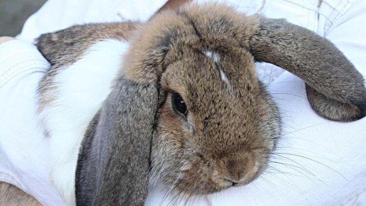 "Henriette" ein Deutsch Kleinwidder-Kaninchen, fühlt sich auf dem Arm seiner Züchterin Marina Schmidt sichtlich wohl. Foto: Helmut Will