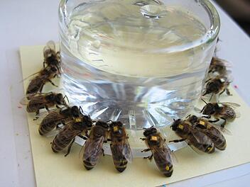 Mit Mikrochips versehene Bienen sollen Aufschluss über das Verhalten geben. Foto: Ch. Schneider/ Hobos Team