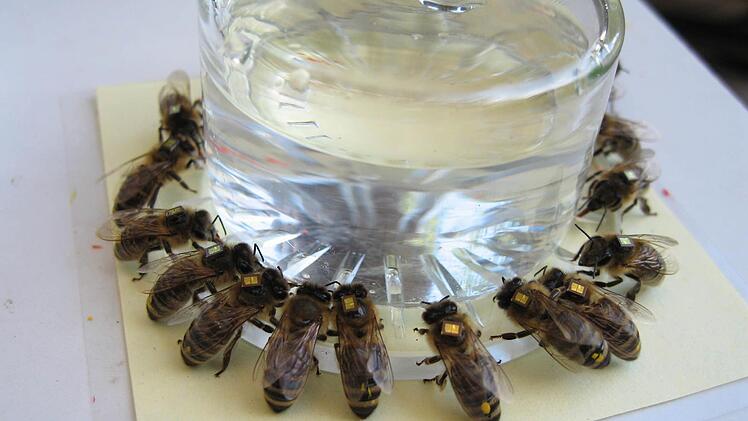 Mit Mikrochips versehene Bienen sollen Aufschluss über das Verhalten geben. Foto: Ch. Schneider/ Hobos Team