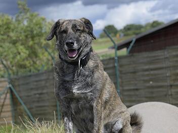 Bamberg: "Tier der Woche" vorgestellt - Todesfall brachte Herdenschutzhund Bella ins Tierheim