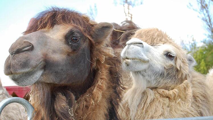Zirkus Voyage in Bad Kissingen 2016. Foto: Sigismund von Dobschütz