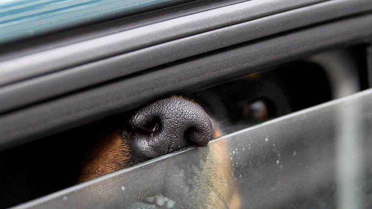 Die Polizei konnte die beiden Hunde noch rechtzeitig befreien. Symbolbild. Symbolbild: Stephan Jansen/dpa
