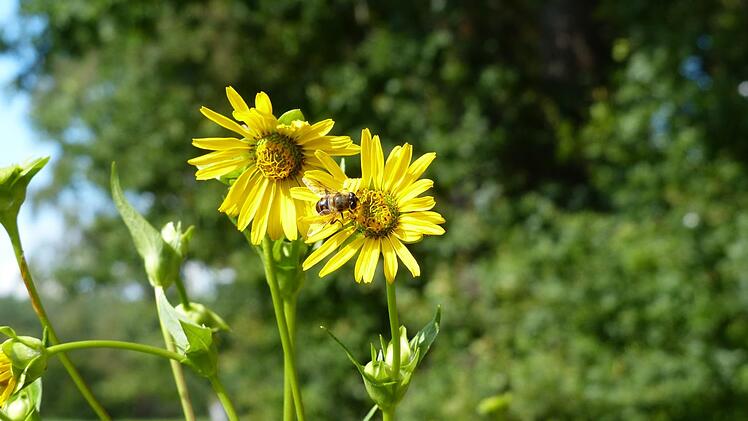 Die Silphie-Planze gedeiht in Heroldsbach prächtig, die Bienen fliegen drauf. Foto: Pauline Lindner