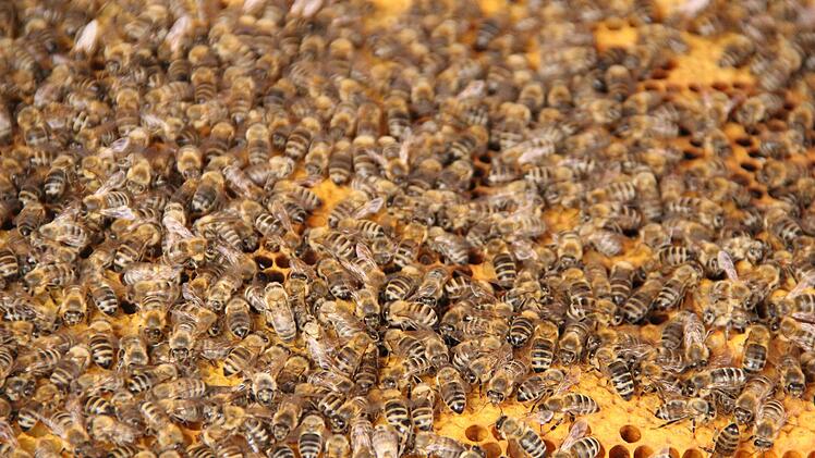 Jetzt beginnt für Bienen und Imker eine arbeitsreiche Zeit. Foto: Heike Beudert