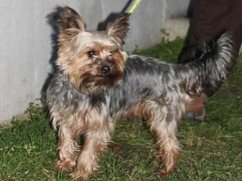 Sieben Jahre alt und jetzt ein Held: der Yorkshire-Terrier "Gizmo" aus Ebern.