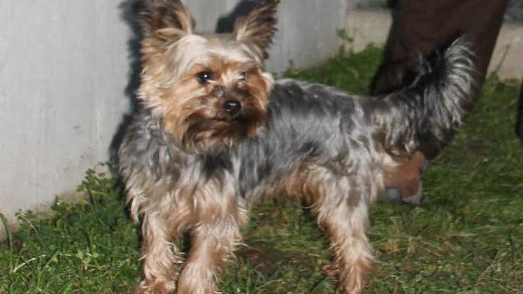 Sieben Jahre alt und jetzt ein Held: der Yorkshire-Terrier "Gizmo" aus Ebern.