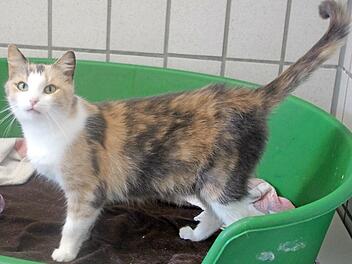 Die Hauskatze „Prinzessin“ sucht ein Zuhause.