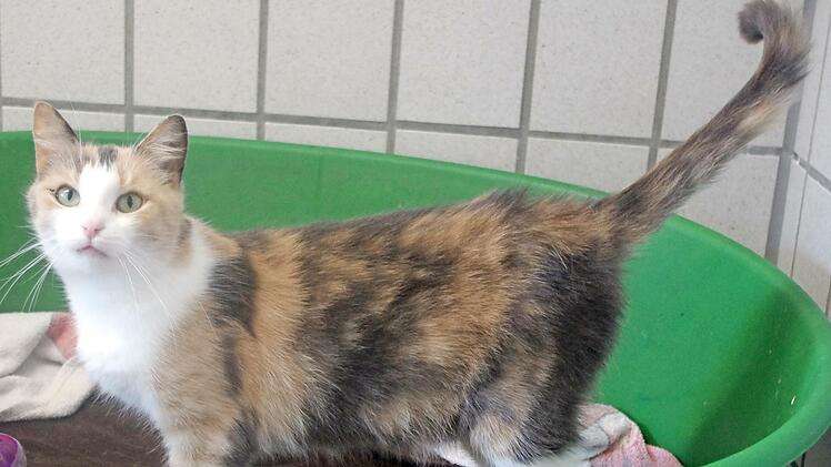 Die Hauskatze „Prinzessin“ sucht ein Zuhause.