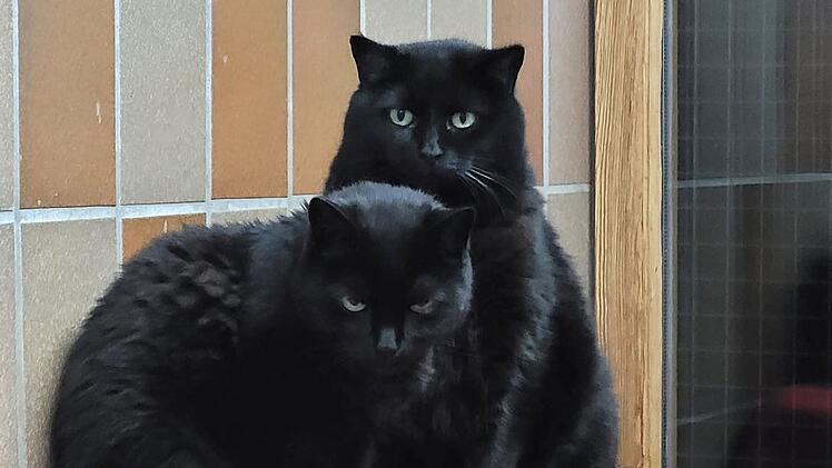 Tierheim Kulmbach mit "Black Friday": Tierschützer stellen besondere Katzen und Hunde vor