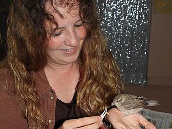 Carola Hebentanz füttert einen kleinen Spatz mit Drohnen.  Foto: Friedwald Schedel