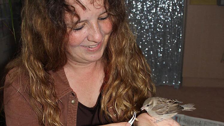 Carola Hebentanz füttert einen kleinen Spatz mit Drohnen.  Foto: Friedwald Schedel